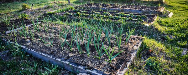 Грядки в дачном огороде Грядки в дачном огороде - Sputnik Latvija