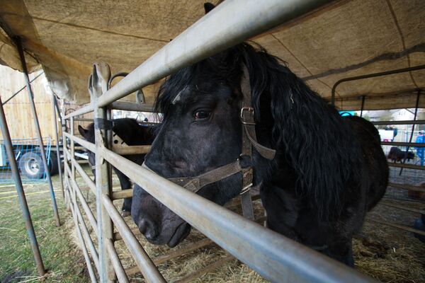 Приходят и латыши, и русские: блокированным эпидемией чехам помогает вся Рига Приходят и латыши, и русские: блокированным эпидемией чехам помогает вся Рига - Sputnik Латвия