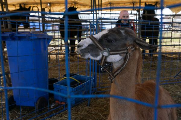 Приходят и латыши, и русские: блокированным эпидемией чехам помогает вся Рига Приходят и латыши, и русские: блокированным эпидемией чехам помогает вся Рига - Sputnik Латвия