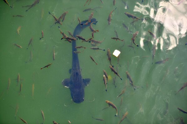 В пруду-охладителе ЧАЭС расплодилось много рыбы - Sputnik Латвия