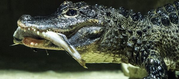 Siāmas krokodils. Foto no arhīva Siāmas krokodils. Foto no arhīva - Sputnik Latvija
