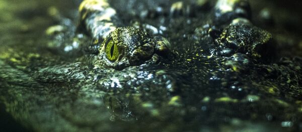 Миссисипский аллигатор - Sputnik Латвия