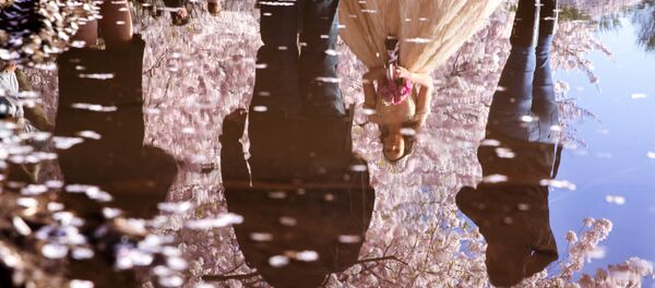 Семья на фоне цветущей вишни в Вашингтоне  - Sputnik Латвия