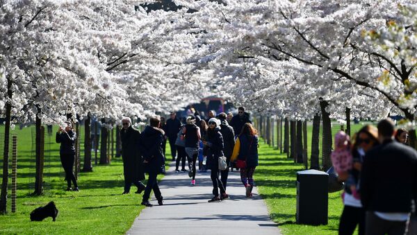 Посетители парка Баттерсея во время цветения вишни в Лондоне  - Sputnik Latvija