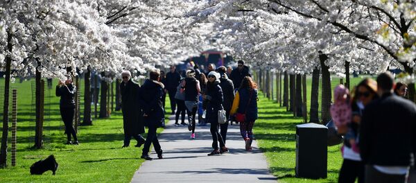 Посетители парка Баттерсея во время цветения вишни в Лондоне Посетители парка Баттерсея во время цветения вишни в Лондоне - Sputnik Latvija