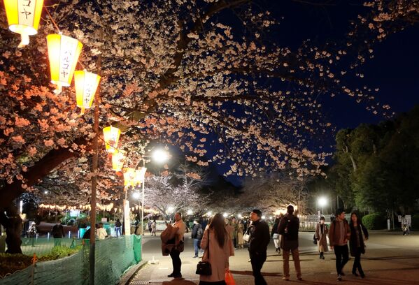 Посетители парка Ueno  гуляют во время  цветения вишни в Токио  - Sputnik Латвия
