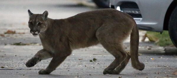 Пума на улице города Сантьягу в Чили  - Sputnik Латвия