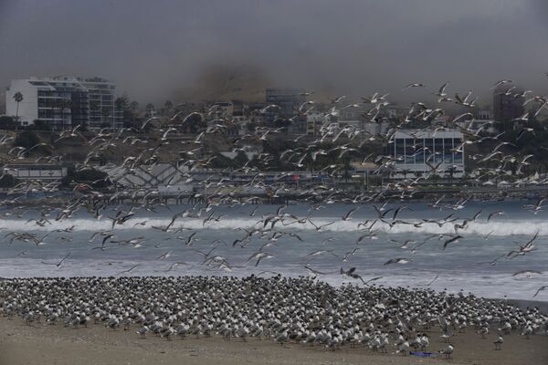 Сотни птиц на пляже Agua Dulce  в Лиме, Перу  - Sputnik Латвия