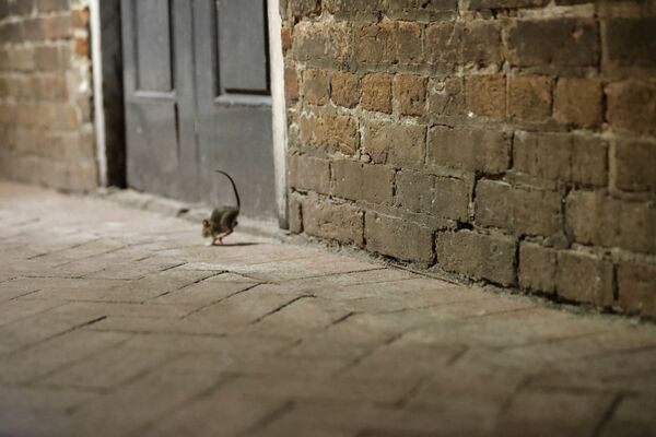 Крыса на пустынной улице в Новом Орлеане  - Sputnik Латвия