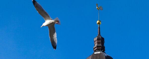 Чайка у шпиля Домского собора - Sputnik Latvija