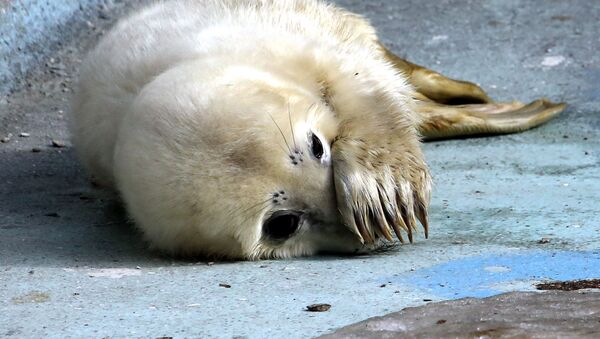 Прибавление в семействе серых тюленей калининградского зоопарка - Sputnik Латвия