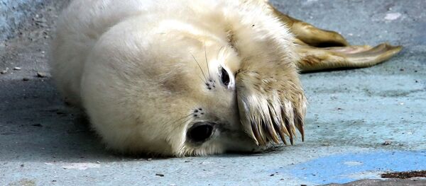 Прибавление в семействе серых тюленей калининградского зоопарка - Sputnik Латвия