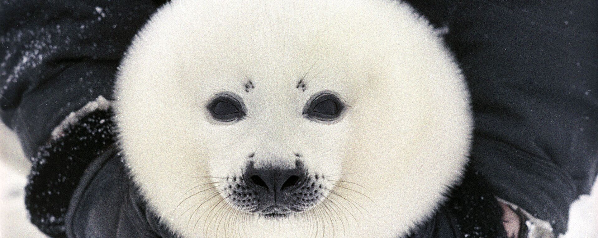 Белек, детеныш гренландского тюленя. - Sputnik Latvija, 1920, 02.04.2020