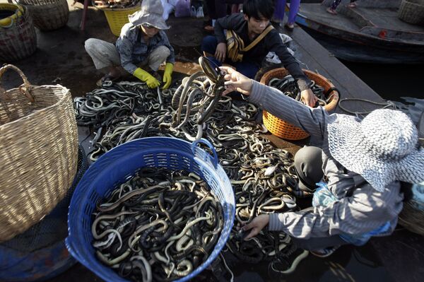 Ne tikai koronavīruss. Ar ko var inficēties no savvaļas dzīvnieku gaļas Ne tikai koronavīruss. Ar ko var inficēties no savvaļas dzīvnieku gaļas - Sputnik Latvija