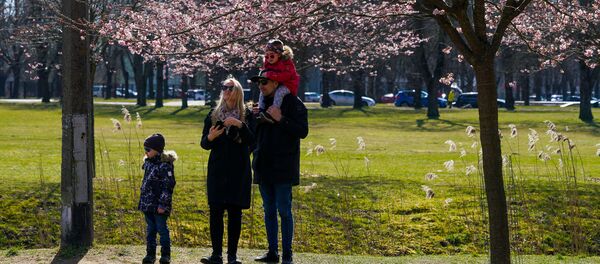 В парке Победы в Риге цветет сакура - Sputnik Латвия