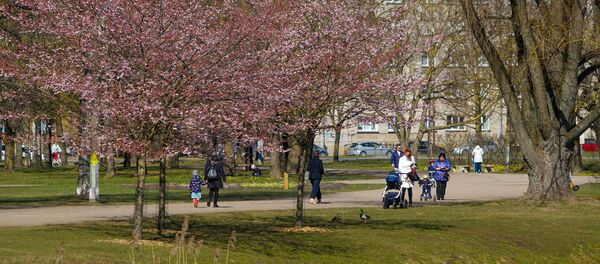 В Парке Победы в Риге цветет сакура - Sputnik Latvija