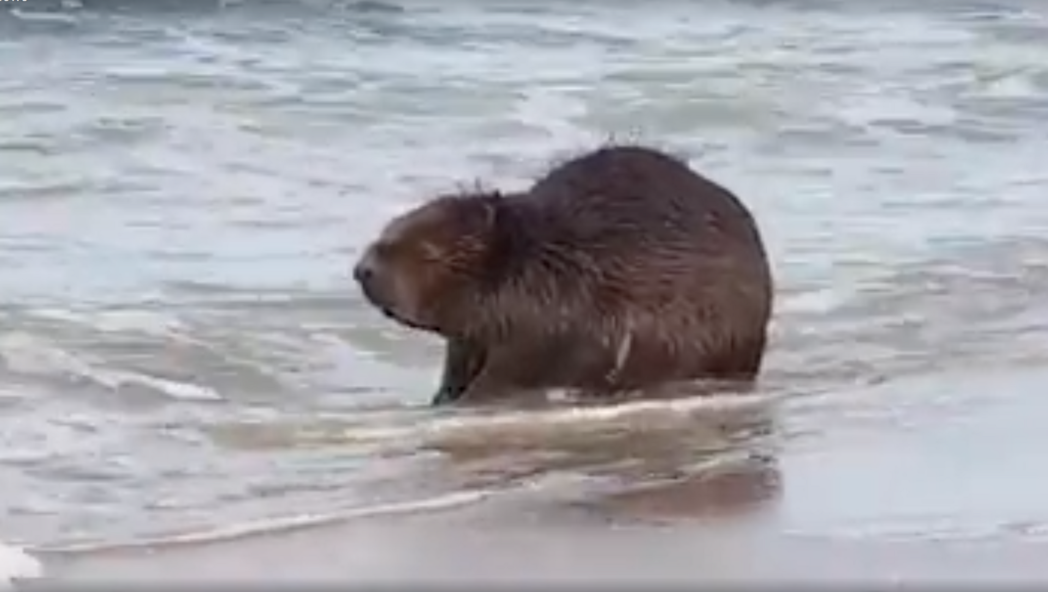 Моют бобра. Бобер моется. Бобр на море. Бобровое море. Бобер на море.