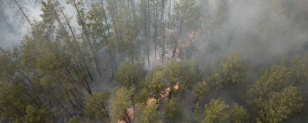 Лесной пожар Лесной пожар - Sputnik Latvija