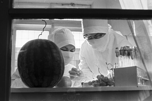 Борьба с эпидемией холеры в Астрахани. Бактериологический анализ овощей и фруктов в городской лаборатории. 1971 год - Sputnik Латвия