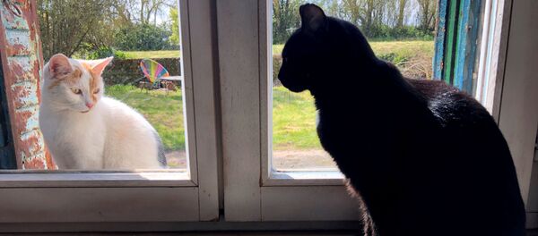 Домашняя кошка смотрит в окно на уличную кошку - Sputnik Латвия