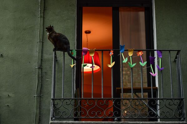 Кошка на балконе жилого дома в Памплоне, Испания - Sputnik Латвия