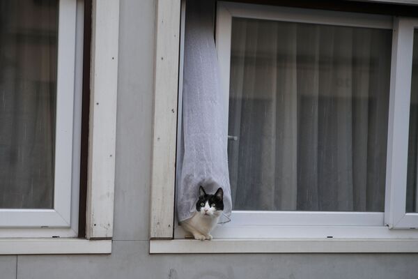 Кошка в окне жилого дома в Париже, Франция - Sputnik Латвия