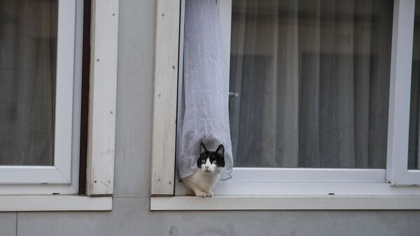 Кошка в окне жилого дома в Париже, Франция - Sputnik Латвия