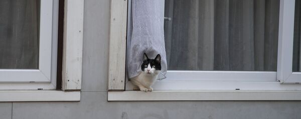 Кошка в окне жилого дома в Париже, Франция - Sputnik Латвия