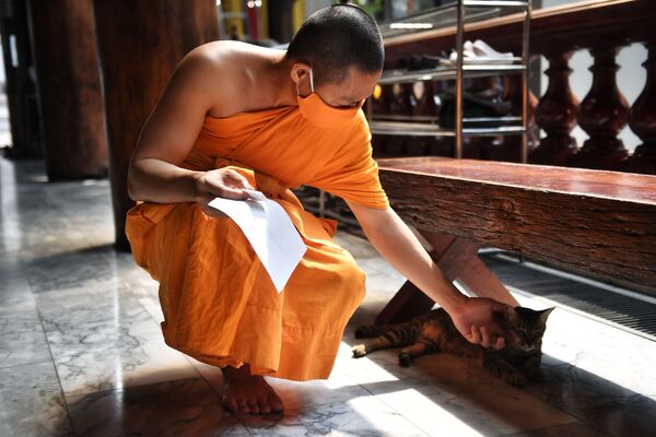 Буддийский монах в защитной маске гладит кошку в храме Ват Пак Нам в Бангкоке, Таиланд - Sputnik Латвия
