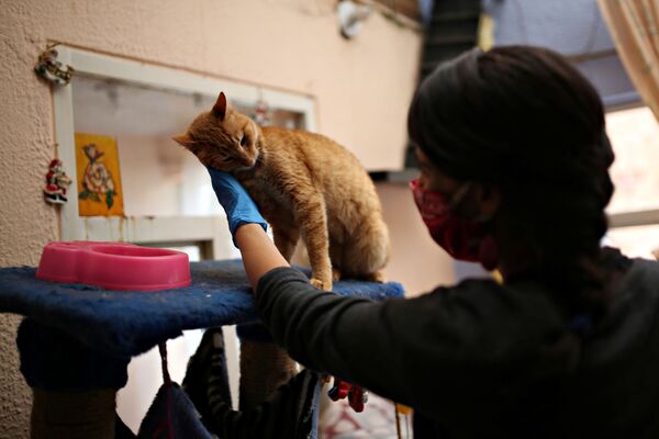 Защитница животных в маске гладит кошку в приюте в Боготе, Колумбия - Sputnik Латвия