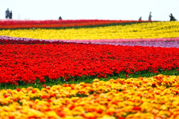 Поле цветущих тюльпанов в Германии. - Sputnik Латвия