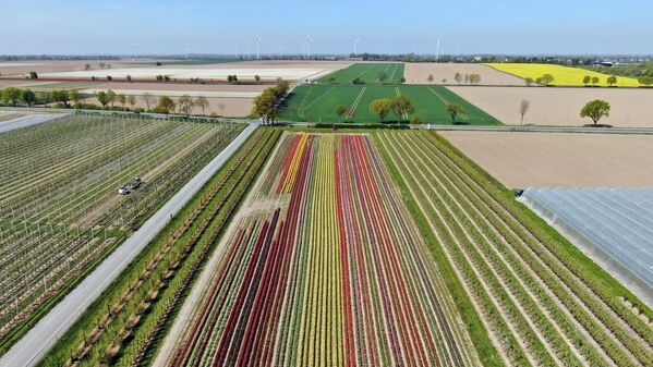 Поле цветущих тюльпанов в Германии. - Sputnik Латвия