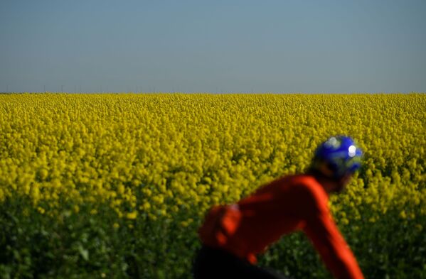 Велосипедист едет мимо цветущего поля в Великобритании. - Sputnik Латвия