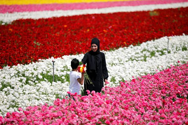 Мальчик с букетом на поле цветов в Израиле. - Sputnik Латвия