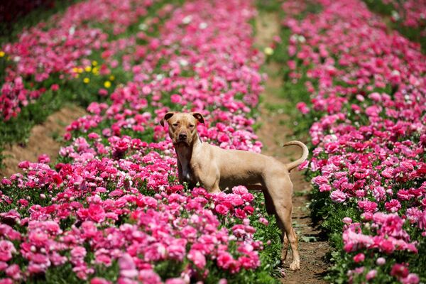 Собака в цветущем поле на юге Израиля. - Sputnik Латвия