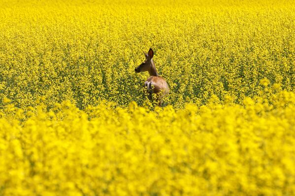 Олень на цветущем поле в Канаде. - Sputnik Латвия
