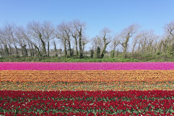 Аэрофотоснимок поля тюльпанов в Пломере, Франция. - Sputnik Латвия
