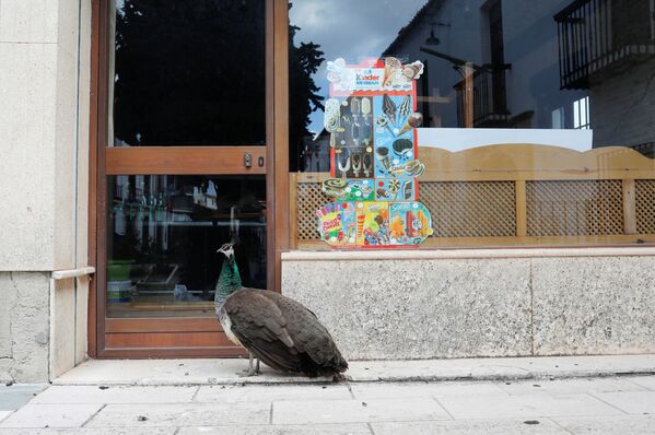 Павлин у двери закрытого на карантин бара в Ронде, Испания - Sputnik Латвия
