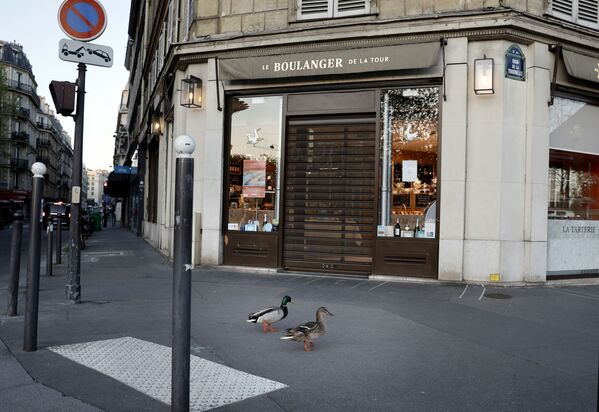 Утки идут по пустой улице в Париже - Sputnik Латвия