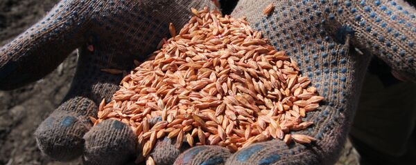 Зерно пшеницы в руках у механизатора Зерно пшеницы в руках у механизатора - Sputnik Latvija