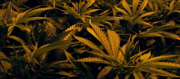 Марихуана Марихуана - Sputnik Latvija