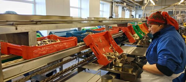 Работа в консервном цеху - Sputnik Латвия