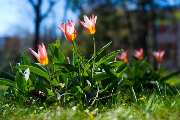 Весна в Ботаническом саду - Sputnik Латвия