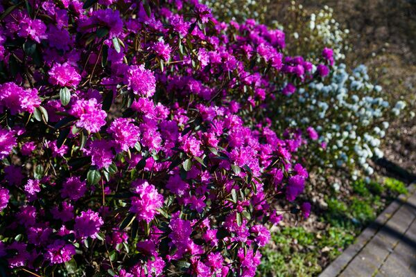 Весна в Ботаническом саду - Sputnik Латвия