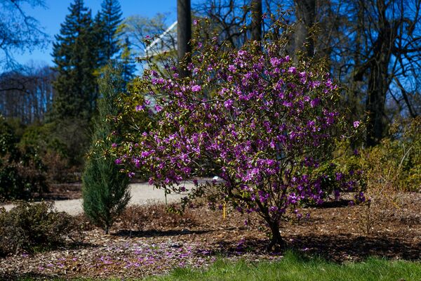 Весна в Ботаническом саду - Sputnik Латвия