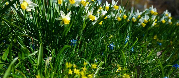 В Ботаническом саду Латвийского университета в Риге начинают цвести рододендроны и другие растения - Sputnik Латвия