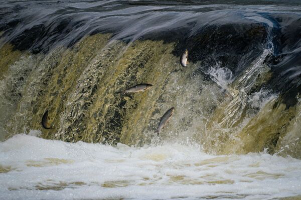Летающая вимба на Венте пытается взобраться на знаменитый водопад Вентас-Румба. - Sputnik Латвия