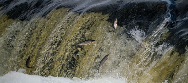 Летающая вимба на Венте пытается взобраться на знаменитый водопад Вентас-Румба. - Sputnik Латвия