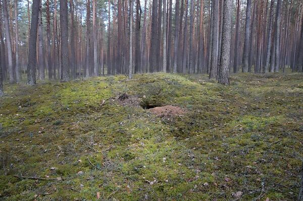 Черным копателем в национальном парке Литвы оказалась лиса - Sputnik Латвия
