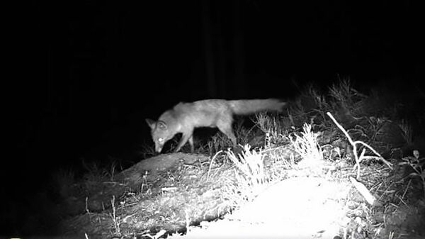 Черным копателем в национальном парке Литвы оказалась лиса - Sputnik Латвия